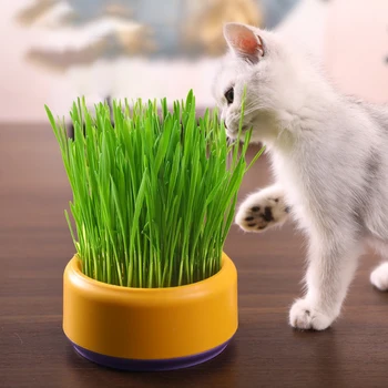 Да се отглеждат трева за котката си сами с помощта на този комплект за хидропонно саксии за Еднократна употреба Градински саксии Торби за отглеждане на растения